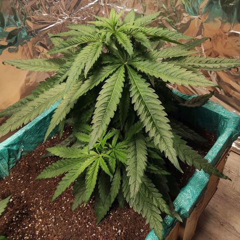 Shiva Skunk growlog timeline photo
