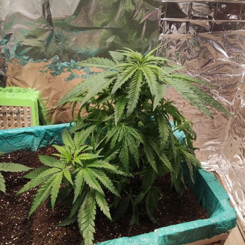 Shiva Skunk growlog timeline photo