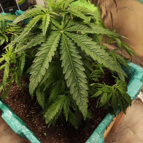 Shiva Skunk growlog timeline photo