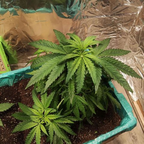 Shiva Skunk growlog timeline photo