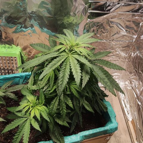 Shiva Skunk growlog timeline photo
