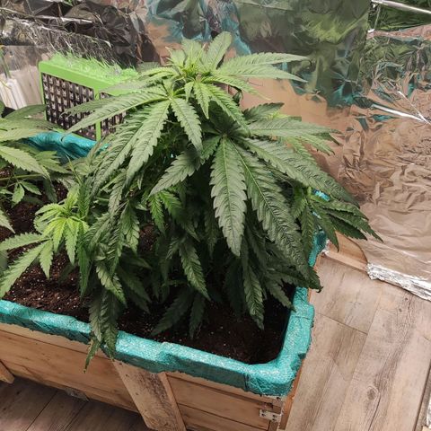 Shiva Skunk growlog timeline photo