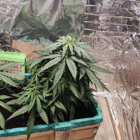 Shiva Skunk growlog timeline photo