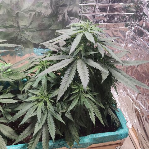 Shiva Skunk growlog timeline photo