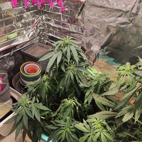 Shiva Skunk growlog timeline photo