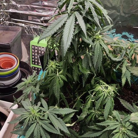 Shiva Skunk growlog timeline photo