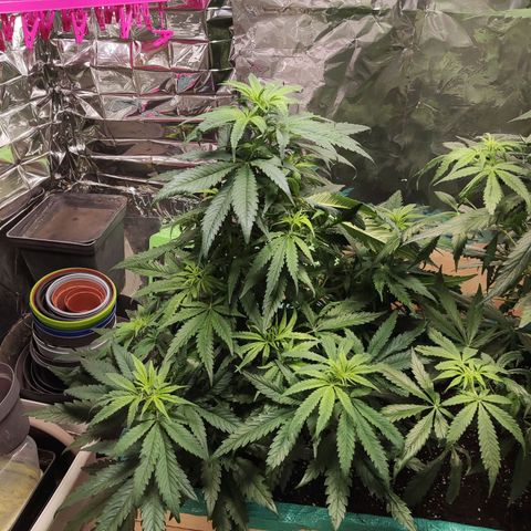 Shiva Skunk growlog timeline photo