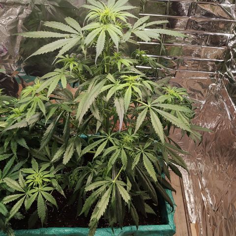 Shiva Skunk growlog timeline photo