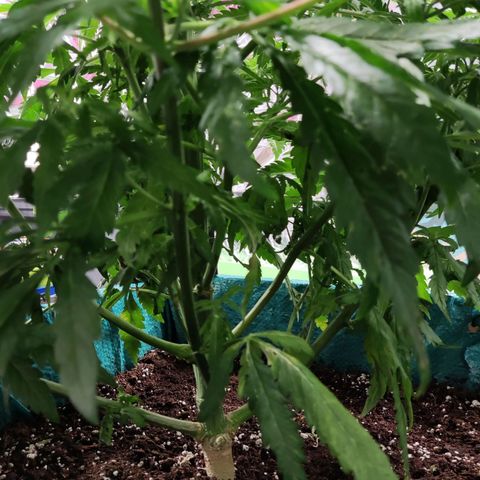 Shiva Skunk growlog timeline photo