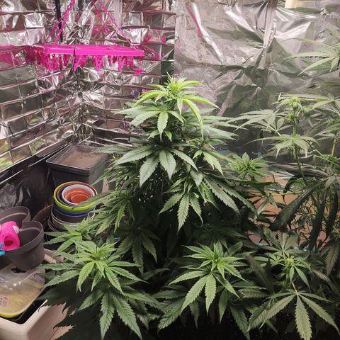 Shiva Skunk growlog timeline photo