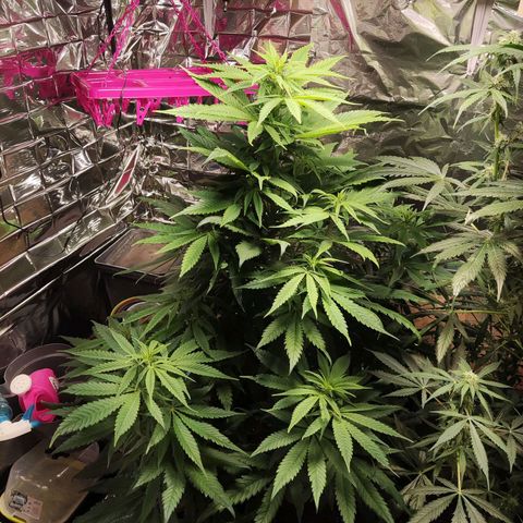 Shiva Skunk growlog timeline photo