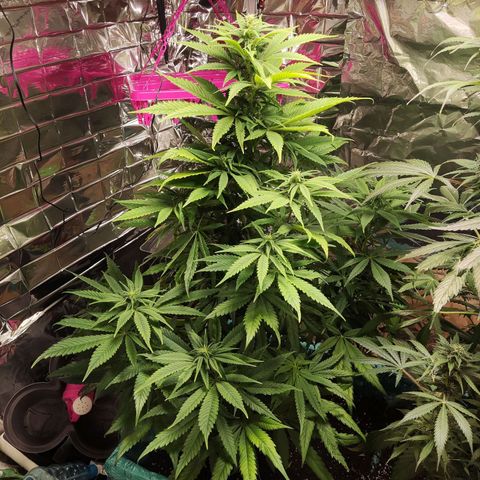 Shiva Skunk growlog timeline photo