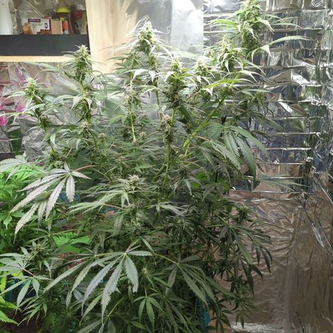 Shiva Skunk growlog timeline photo