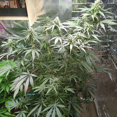 Shiva Skunk growlog timeline photo