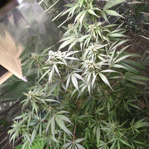 Shiva Skunk growlog timeline photo