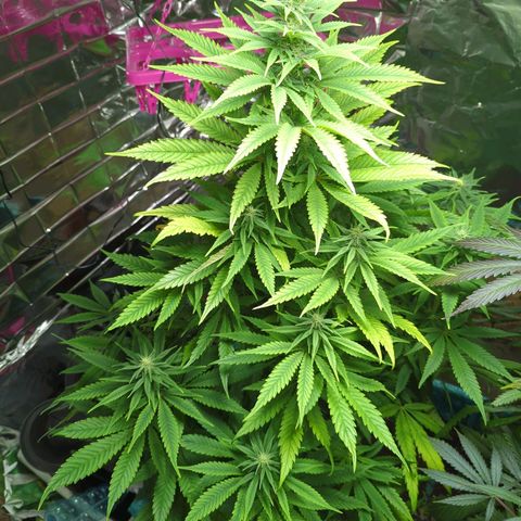 Shiva Skunk growlog timeline photo