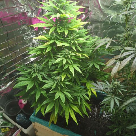 Shiva Skunk growlog timeline photo