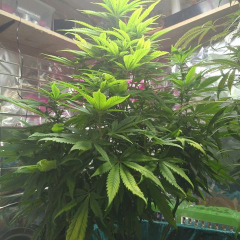 Shiva Skunk growlog timeline photo