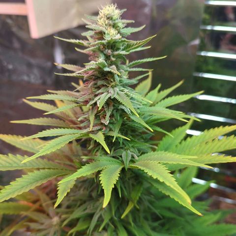Shiva Skunk growlog timeline photo