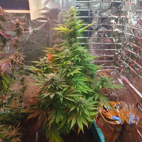 Shiva Skunk growlog timeline photo