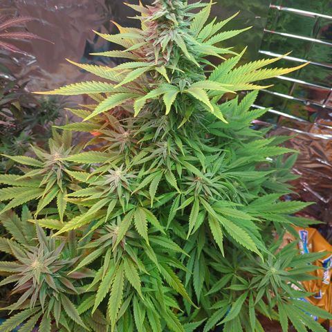 Shiva Skunk growlog timeline photo