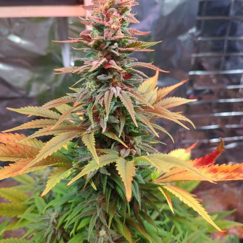 Shiva Skunk growlog timeline photo