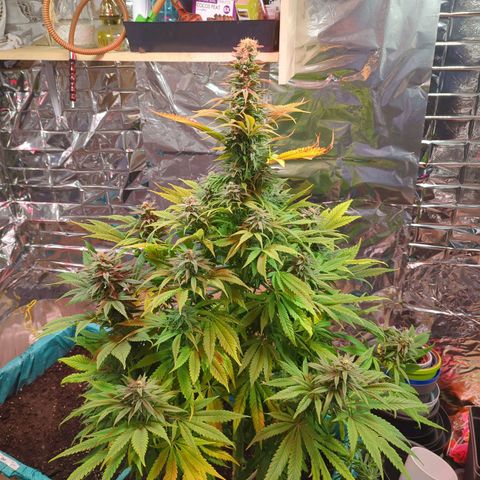 Shiva Skunk growlog timeline photo
