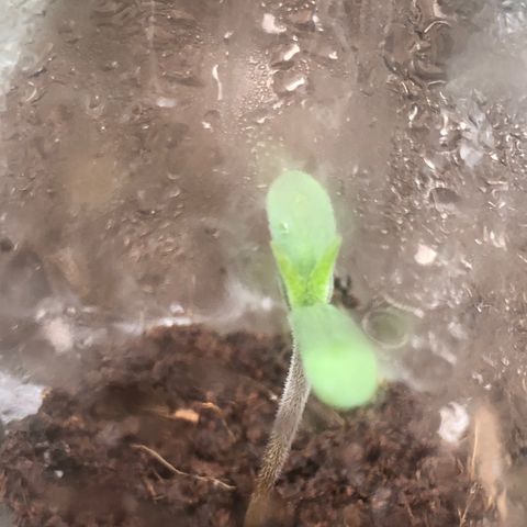 Mimosa auto growlog timeline photo