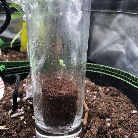 Mimosa auto growlog timeline photo
