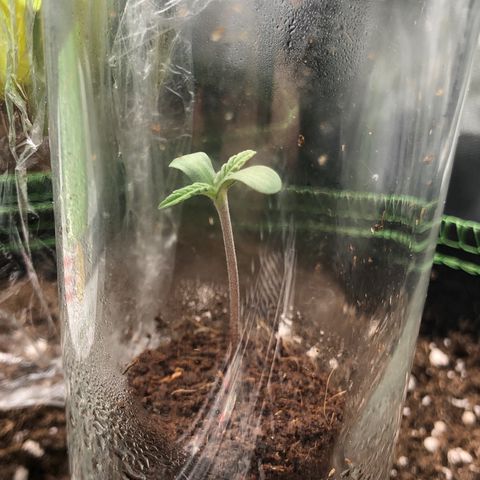 Mimosa auto growlog timeline photo