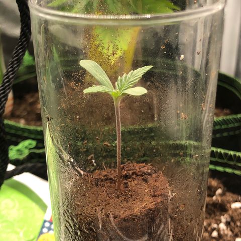 Mimosa auto growlog timeline photo