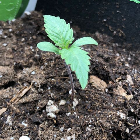 Mimosa auto growlog timeline photo