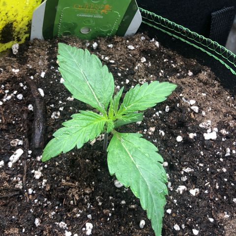 Mimosa auto growlog timeline photo