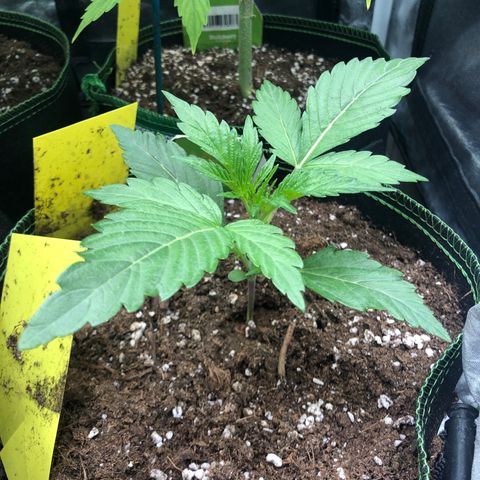 Mimosa auto growlog timeline photo