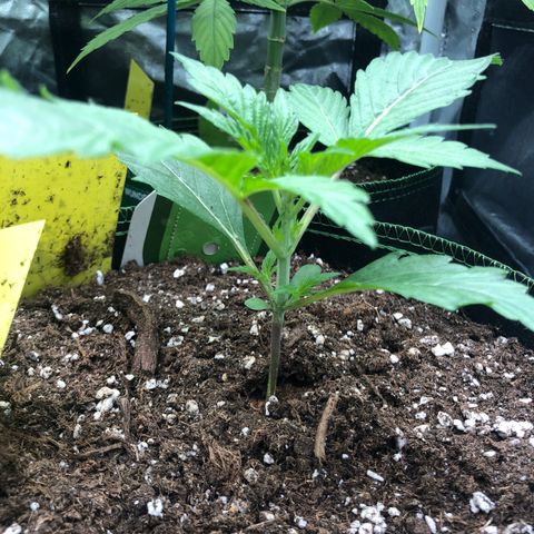 Mimosa auto growlog timeline photo