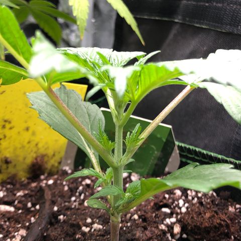 Mimosa auto growlog timeline photo