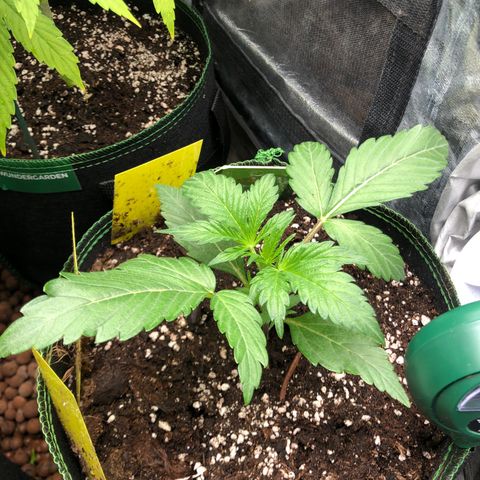 Mimosa auto growlog timeline photo