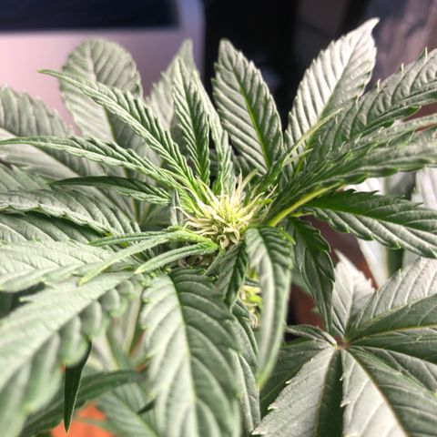 Mimosa auto growlog timeline photo