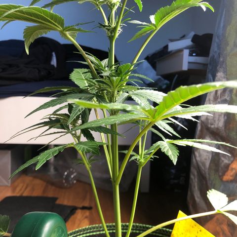 Mimosa auto growlog timeline photo