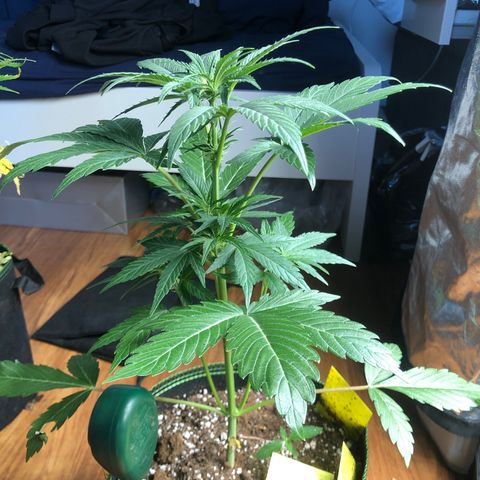 Mimosa auto growlog timeline photo
