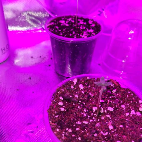 OG Kush #2 growlog timeline photo