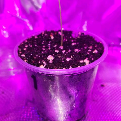 OG Kush #1 growlog photo: Number 1 