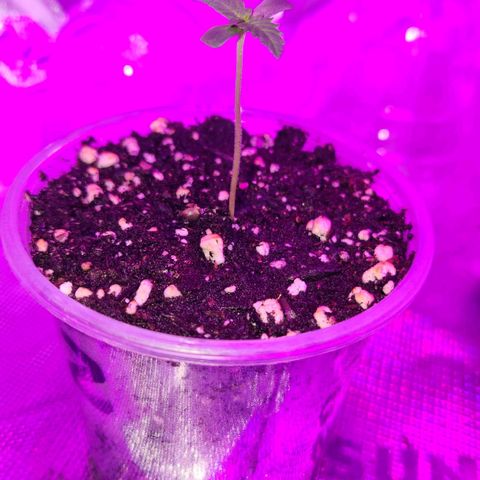 OG Kush #2 growlog photo: Number 2