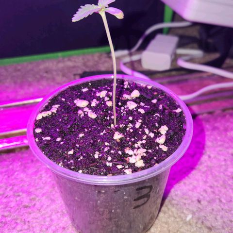 OG Kush #3 growlog photo: Number 3