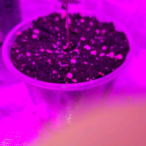 OG Kush #4 growlog photo: Number 4