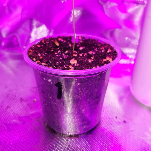 OG Kush #1 growlog photo: 1020AM