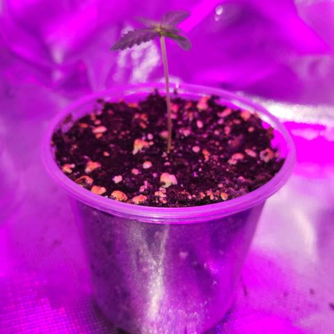 OG Kush #2 growlog photo: Observation