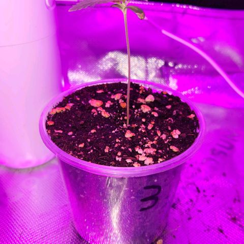 OG Kush #3 growlog photo: Observation