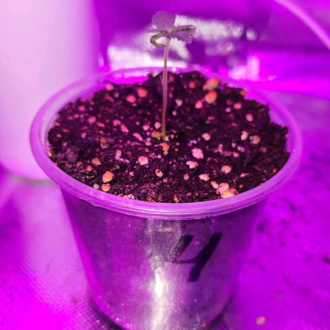 OG Kush #4 growlog photo: Observation