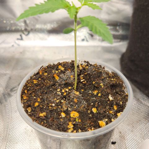 OG Kush #2 growlog photo: Observation